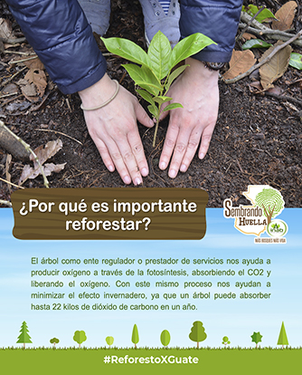 p3 reforestar