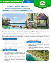 PORTADA WEB Boletín SS coban